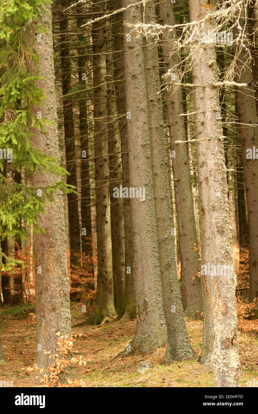 Kiefernwald in Harghita County, Rumänien Stockfoto