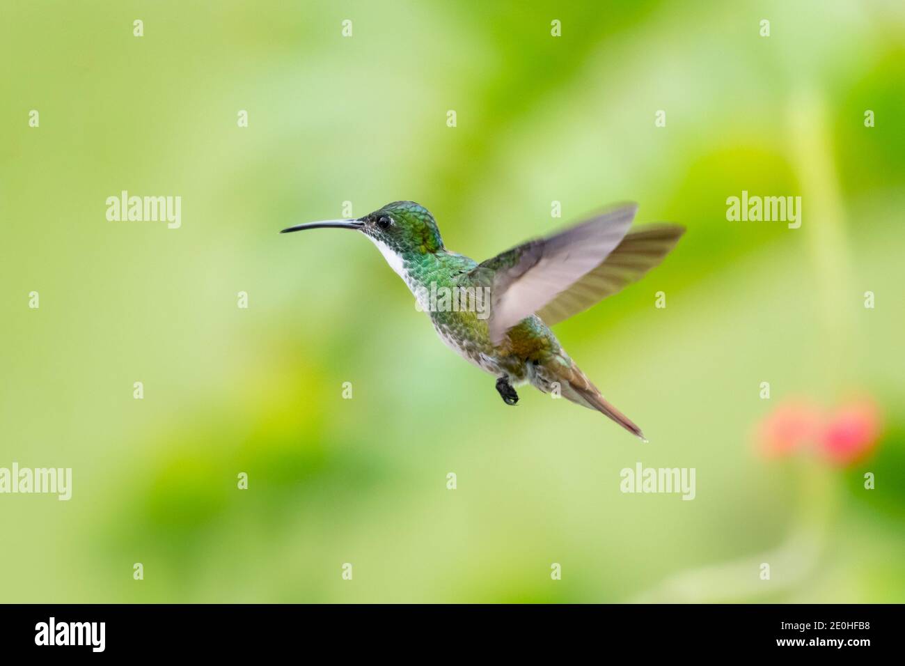 Ein Smaragd-Kolibri mit weißem Chested, der mit einem verschwommenen grünen Hintergrund schwebt. Tierwelt in der Natur. Vogel in freier Wildbahn. Stockfoto