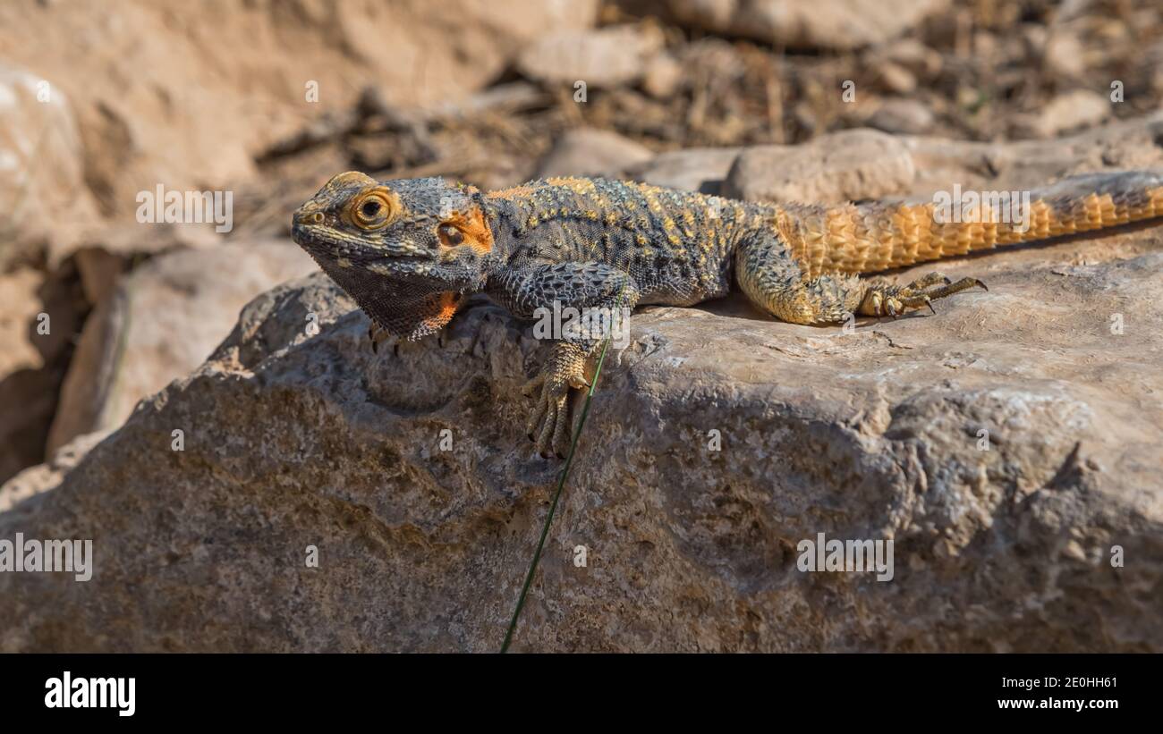 Agama, Eidechse, eine Gattung von langschwänzigen, insektivorösen Altweltidechsen auf Felsen. Tiere der Wüsten in Israel. Reisefoto Stockfoto