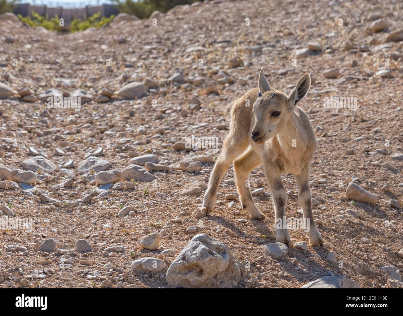 Dorcas Gazellen Kalb im Zin Valley in der Negev Wüste. Wildtierfoto in Israel Stockfoto