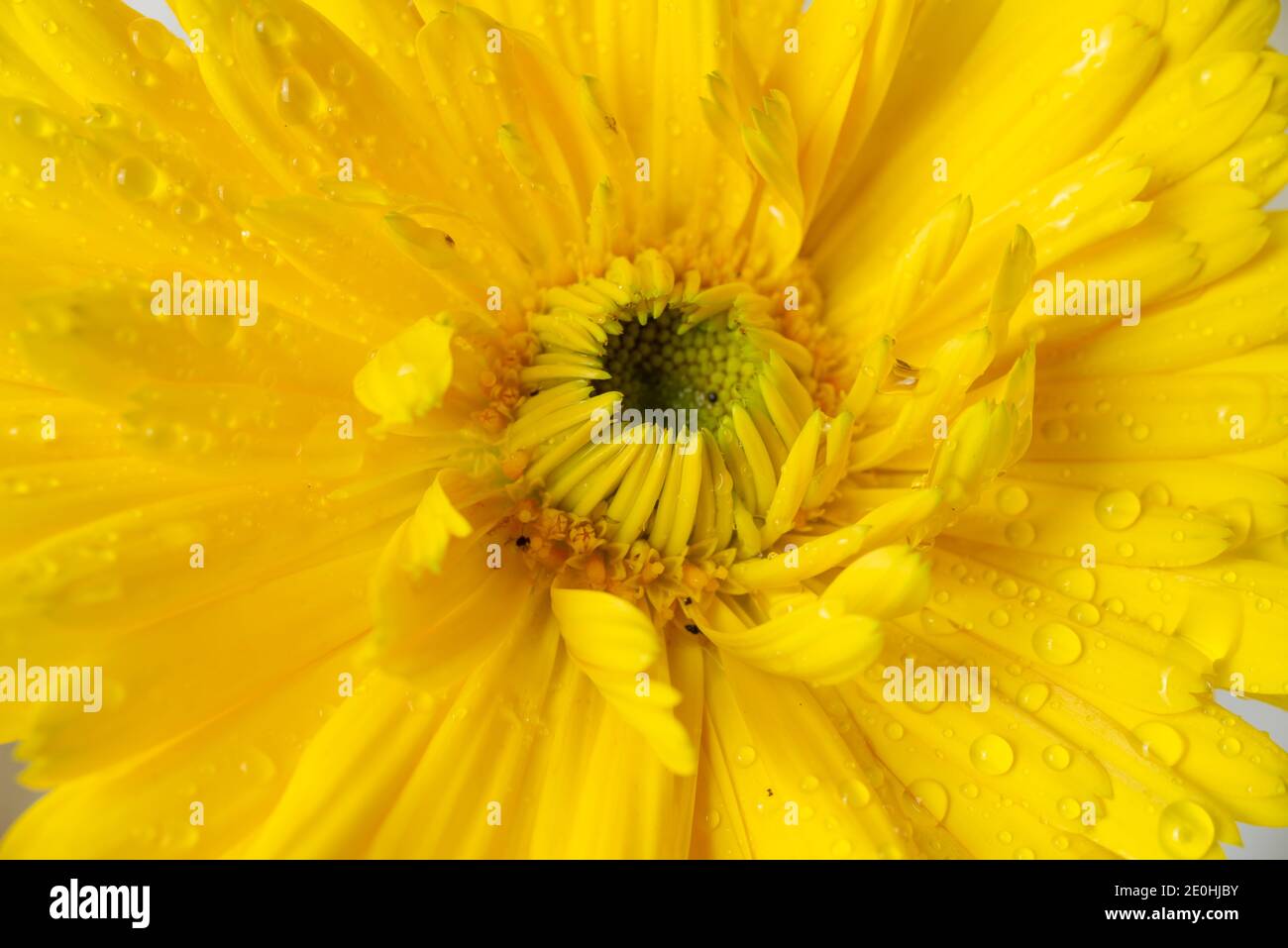 Topf Ringelblume aus der Nähe Stockfoto