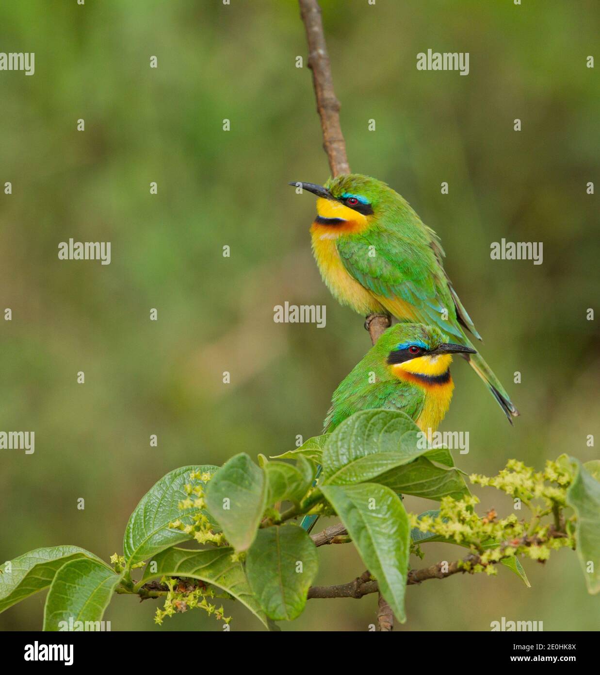 Kleiner Bienenfresser (Merops pusillus), ostafrikanische Rasse auf Zweig thront Stockfoto