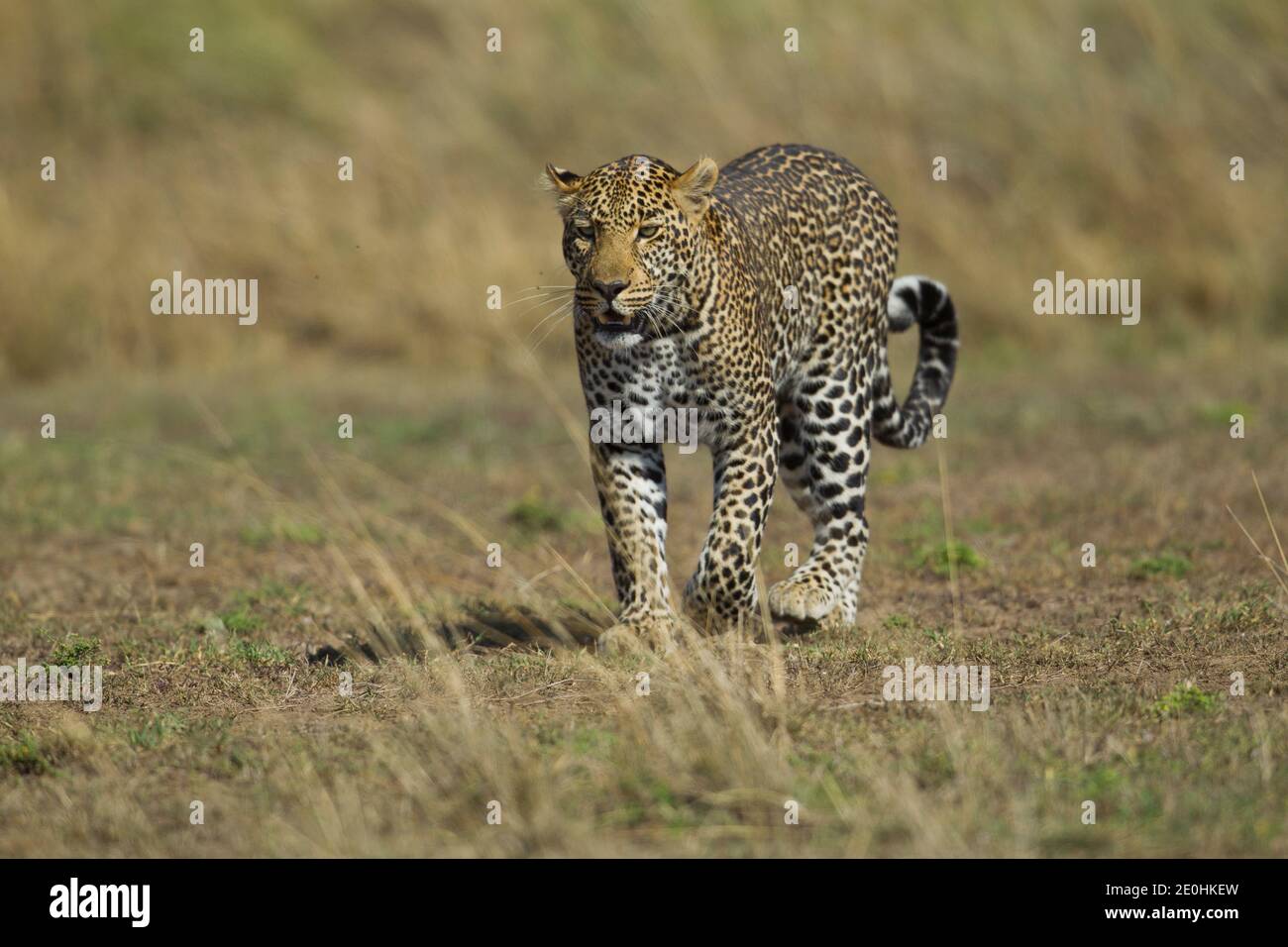 Leopard (Panthera Pardus) zu Fuß Stockfoto