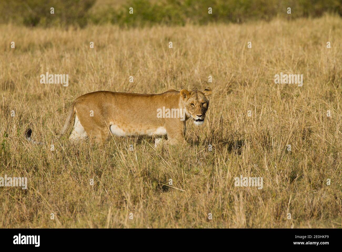 Löwe (Panthera leo). Löwin beim Gehen Stockfoto