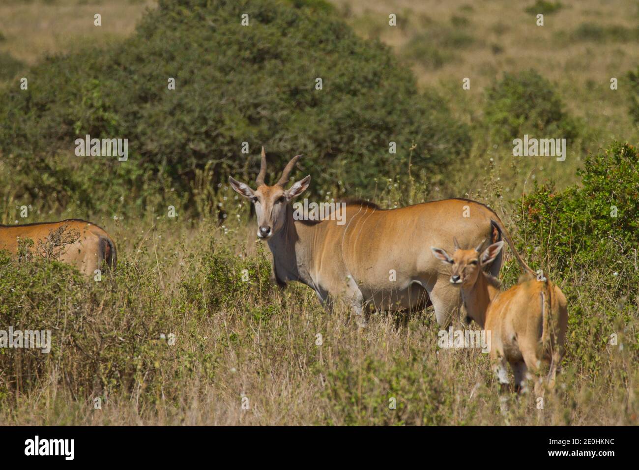 Eland (Tauro Oryx) Stockfoto