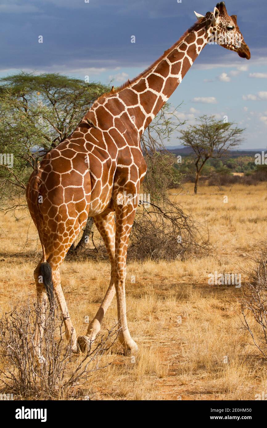 Giraffe (Giraffa camelopardalis), retikuliert Stockfoto