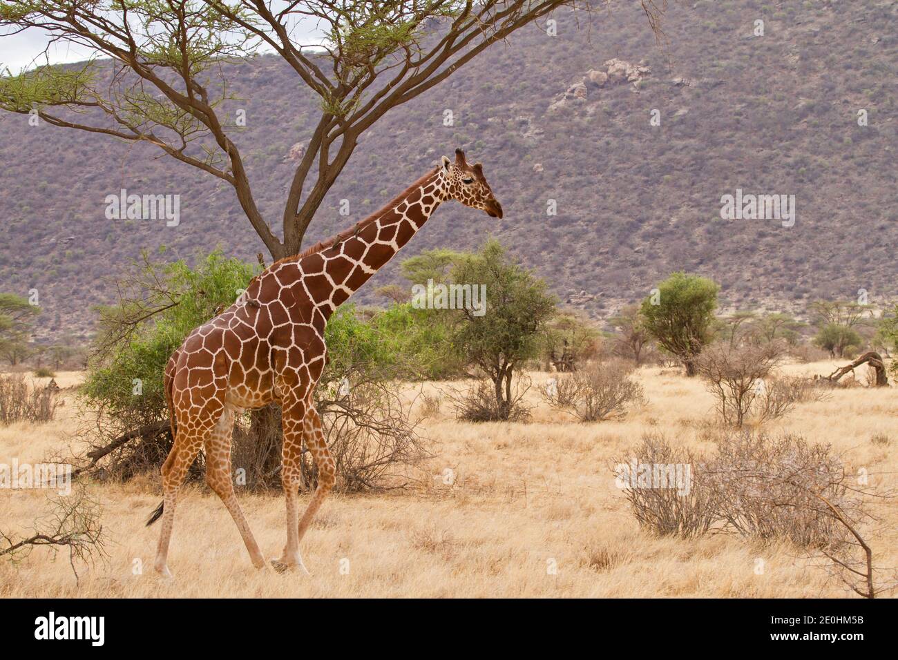 Reticulaed Giraffe (Giraffa camelopardalis reticulata) Stockfoto