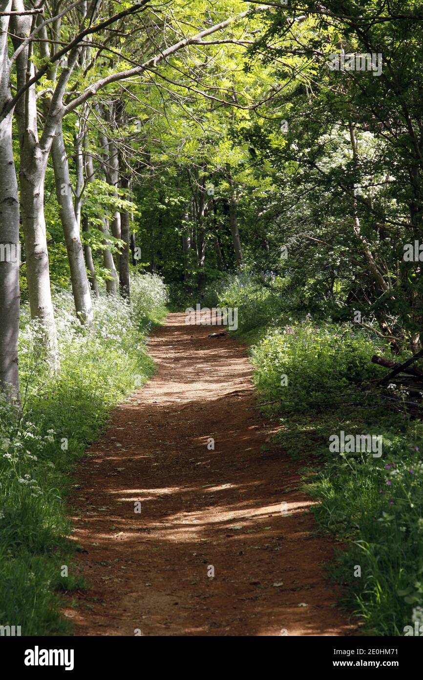 Öffentlicher Fußweg durch einen Wald in der Nähe von Edge Hill, Warwickshire, England. Hundertjähriger Weg Stockfoto
