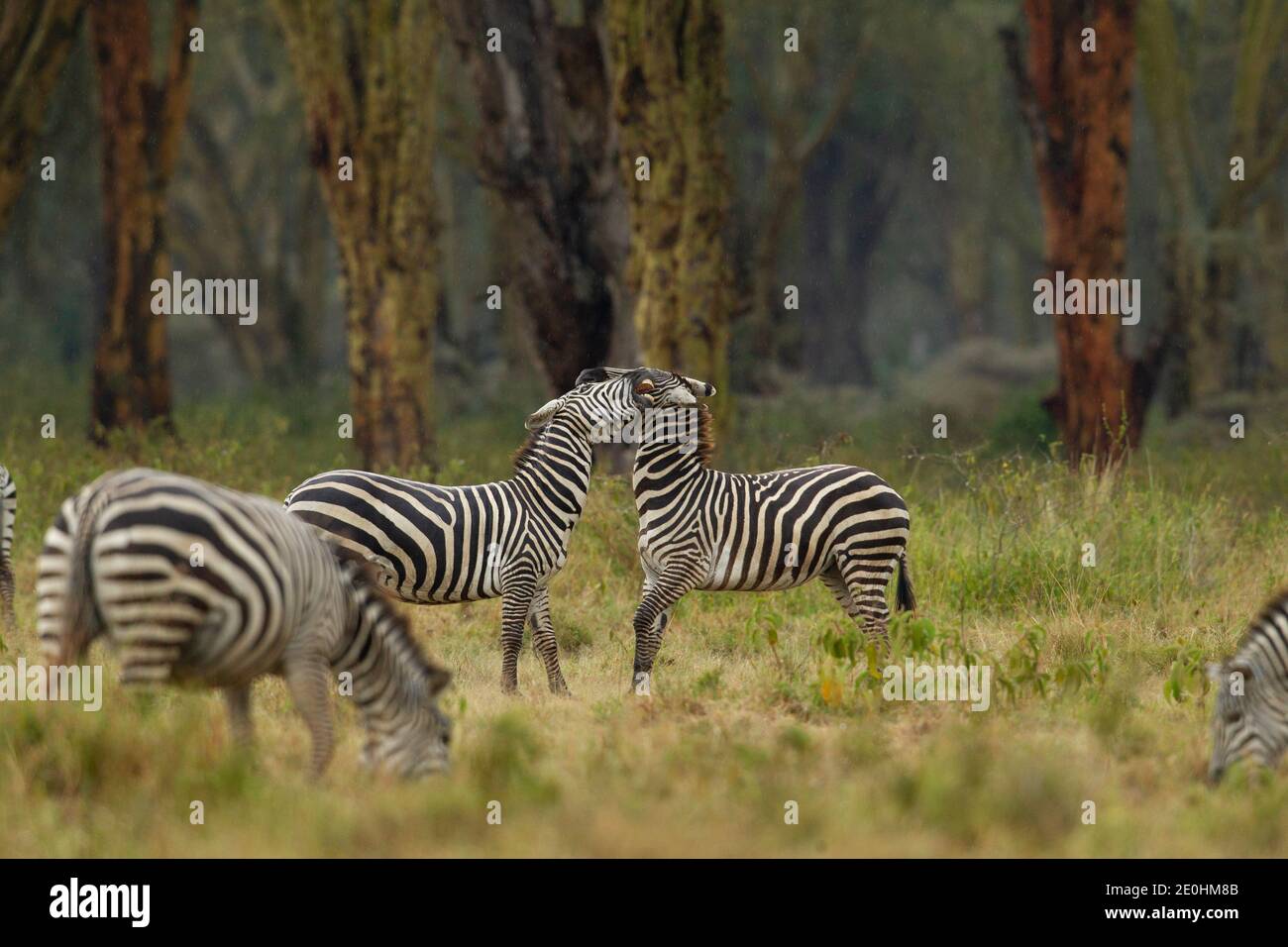 Zebra (Equus quagga), Böhmi-Unterart, Fighing Stockfoto