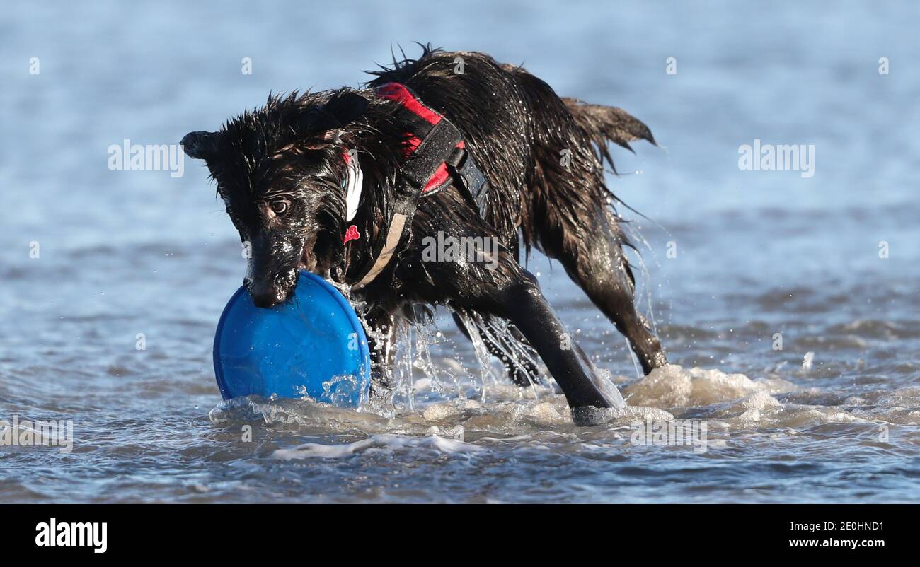 Laura Ivers wirft Frisbees mit ihrem Hund vax am Sandymount Strand in Dublin. Laura sagt, dass sie Vax gekauft hat, um ihre Firma während der ersten Lockdown im März zu behalten. Stockfoto