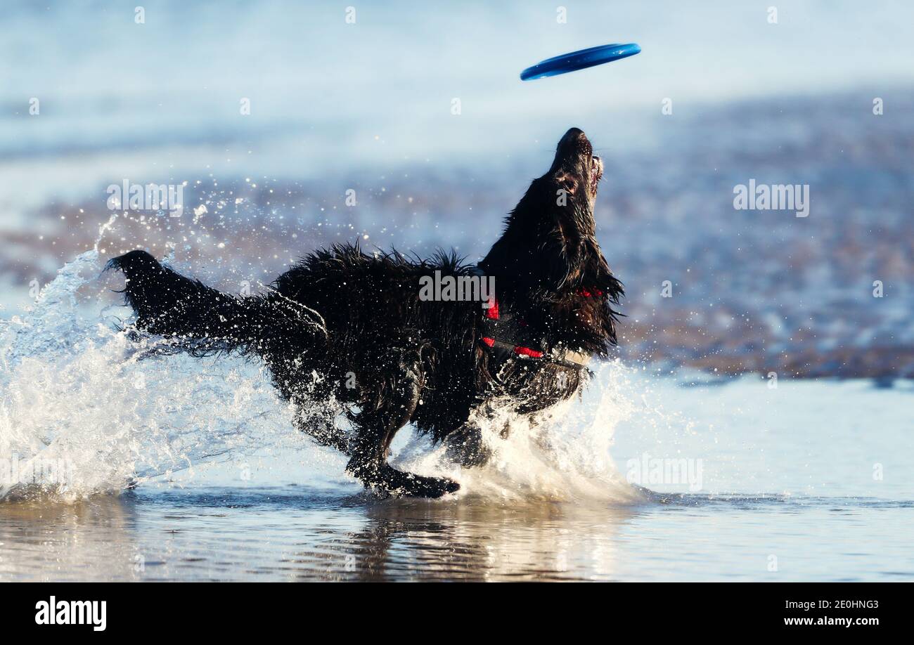 Laura Ivers wirft Frisbees mit ihrem Hund vax am Sandymount Strand in Dublin. Laura sagt, dass sie Vax gekauft hat, um ihre Firma während der ersten Lockdown im März zu behalten. Stockfoto