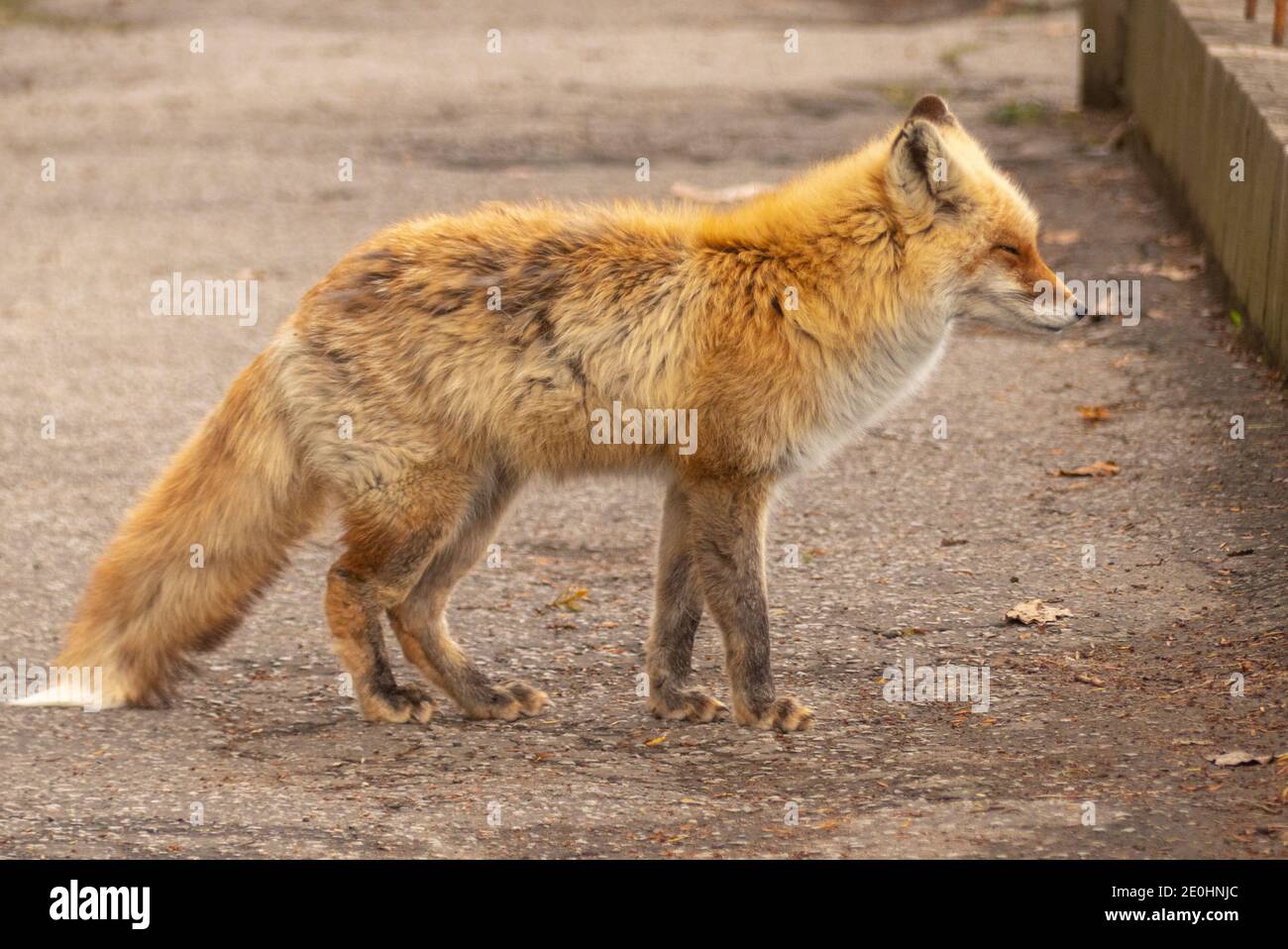 Junger Fuchs mit buschigen Schwanz Stockfoto