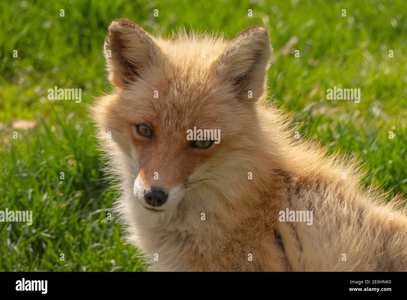 Nahaufnahme eines jungen Fuchses, der an einem warmen, sonnigen Tag in die Kamera schaut. Stockfoto