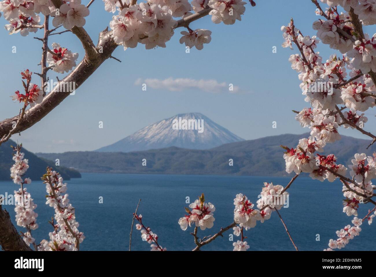 Kirschblütenrahmen um Mt Yotei und See Toya Stockfoto