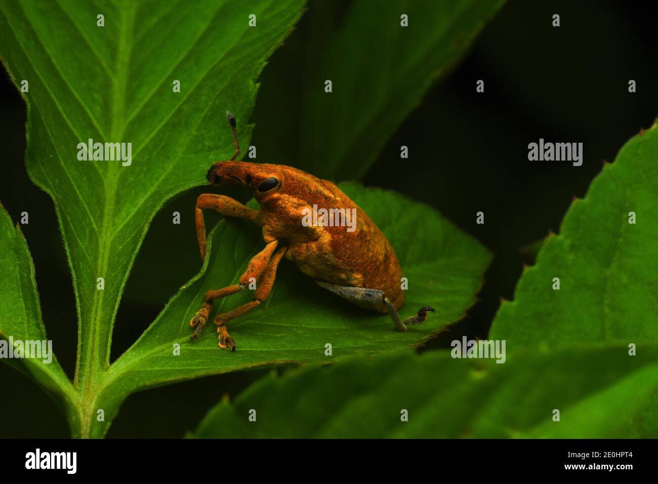 Ein brauner Käfer, der auf einem grünen Blatt steht Stockfoto