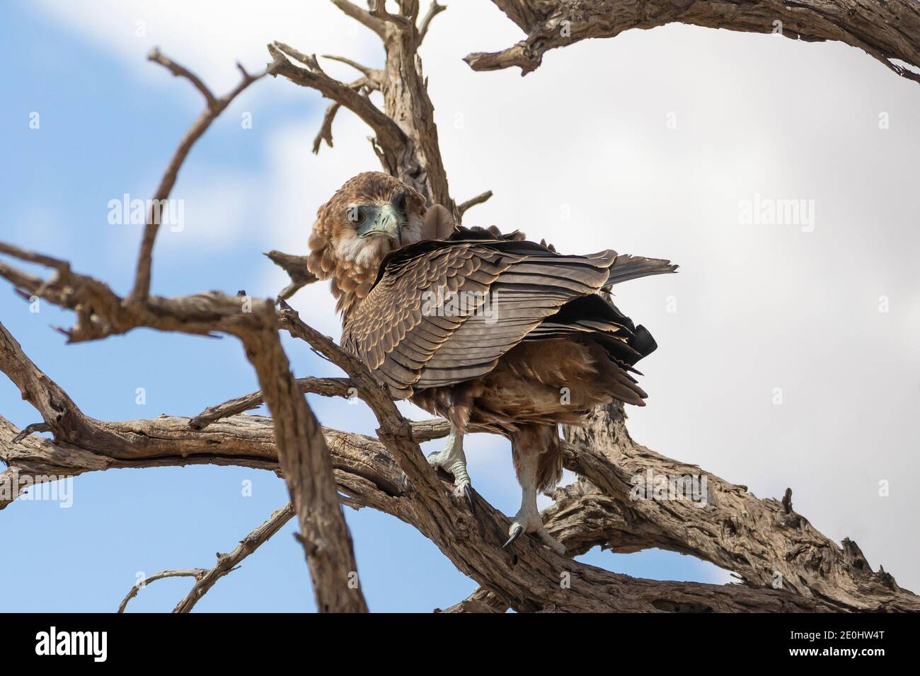 Bateleur Eagle (Terathopius ecaudatus) Kgalagadi Transfrontier Park, Kalahari, Nordkap, Südafrika. Diese Art ist als global Endange gelistet Stockfoto