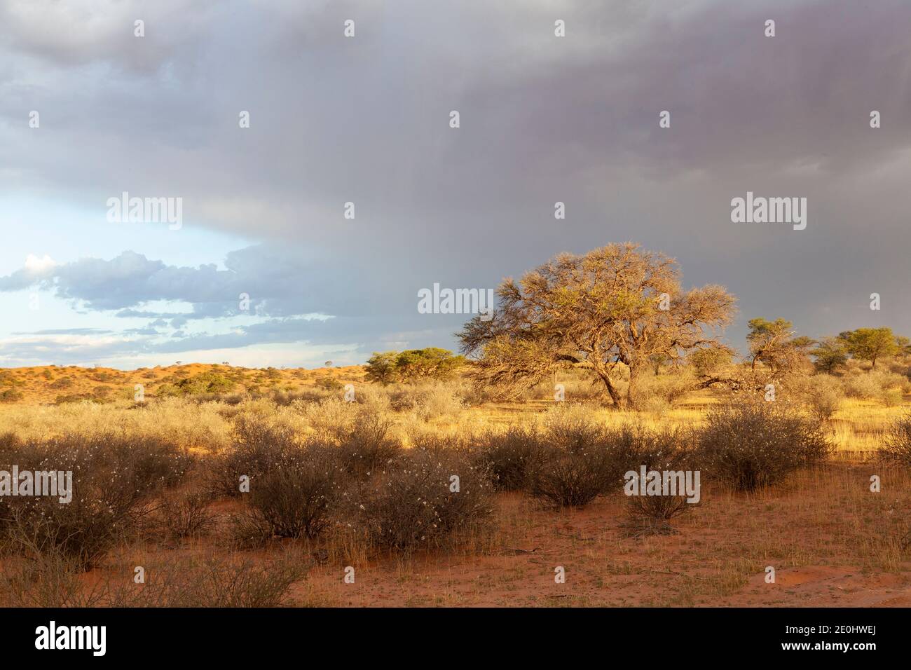 Alter Camelthorn Baum nach einem Sturm bei Sonnenuntergang, Kalahari, Kgalagadi Transfrontier Park, Nordkap Südafrika Stockfoto