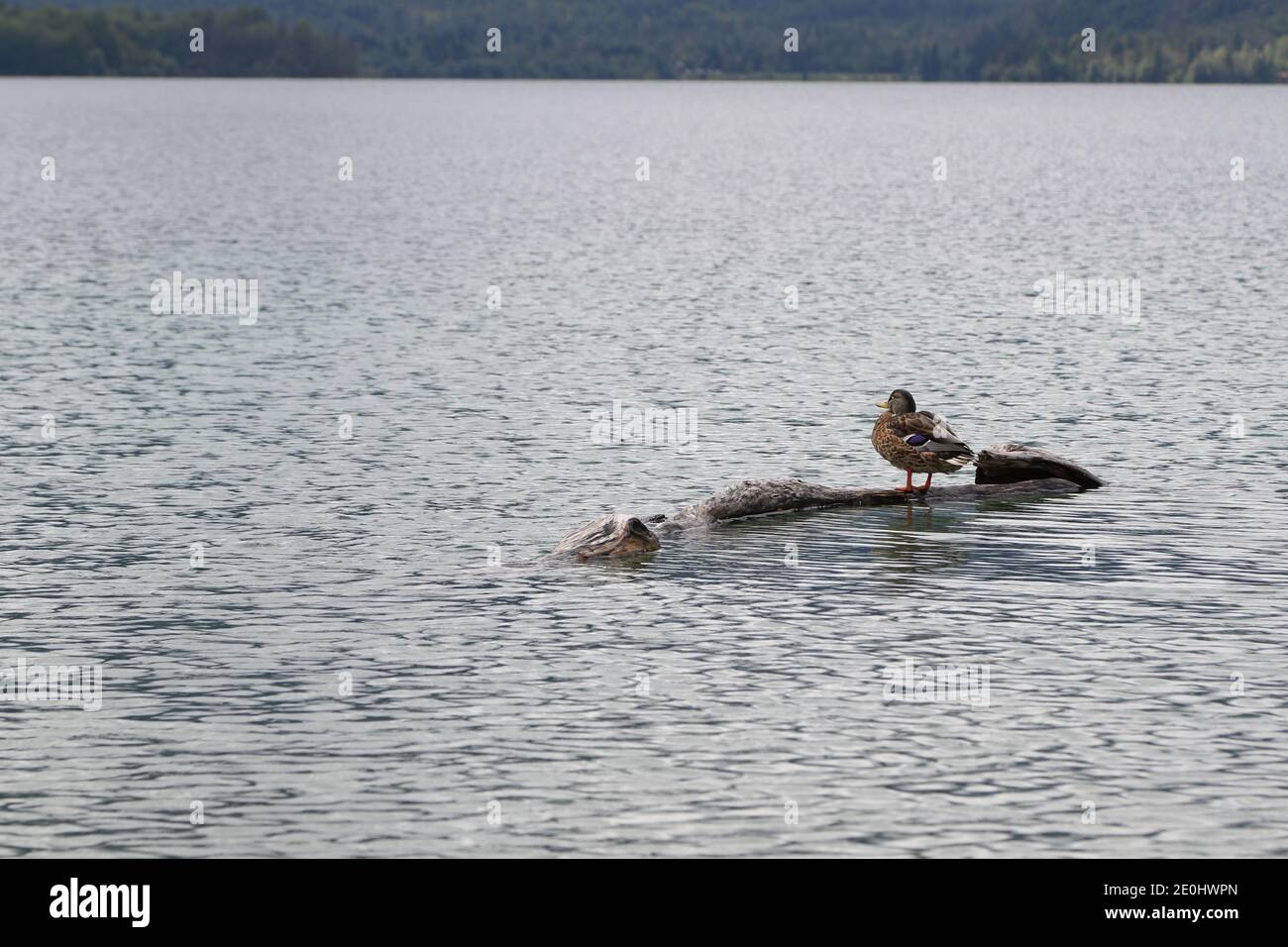 Stockente (Anas platyrhynchos), Weibchen auf einem Zweig im Wasser sitzend, See Bohinjsko jezero, Triglav Nationalpark, Bohinj, Slowenien Stockfoto