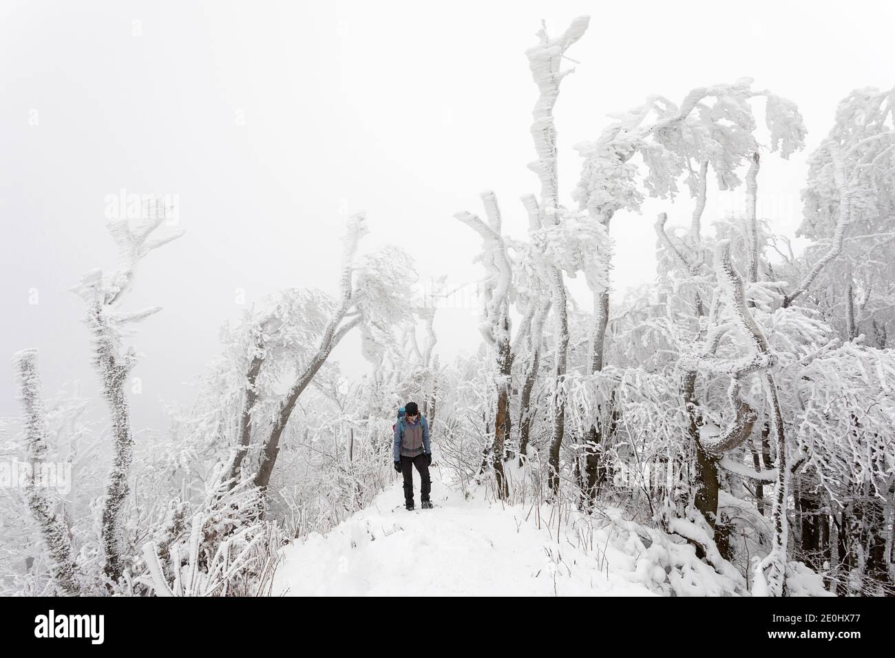Frau wandern in einem Wald mit Schnee und Eis bedeckt Stockfoto