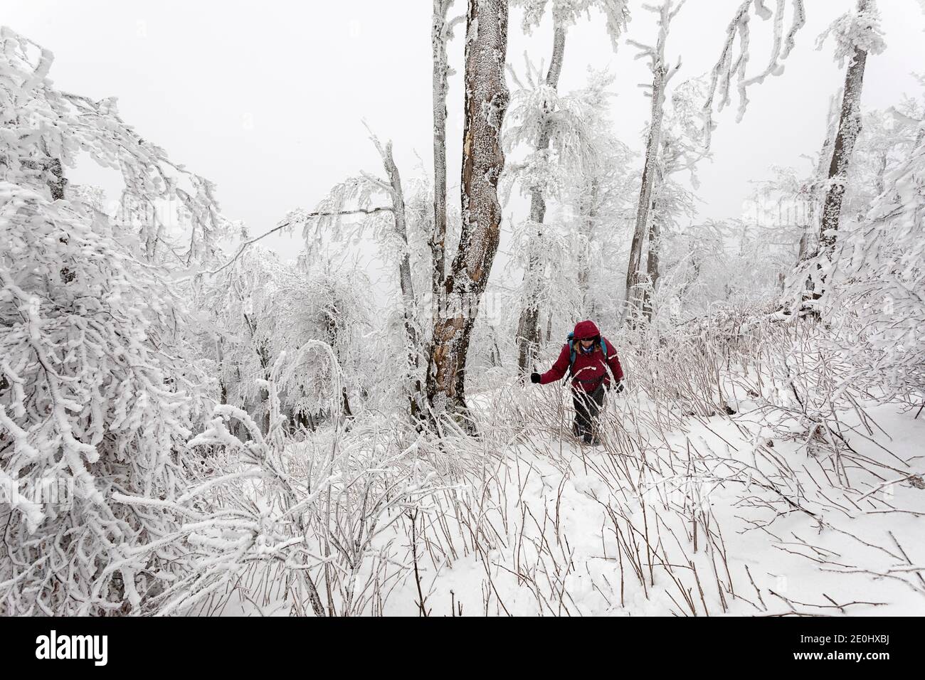 Frau wandern in einem Wald mit Schnee und Eis bedeckt Stockfoto