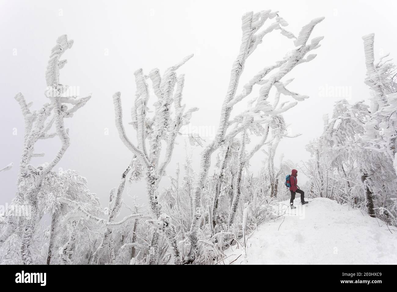 Frau wandern in einem Wald mit Schnee und Eis bedeckt Stockfoto