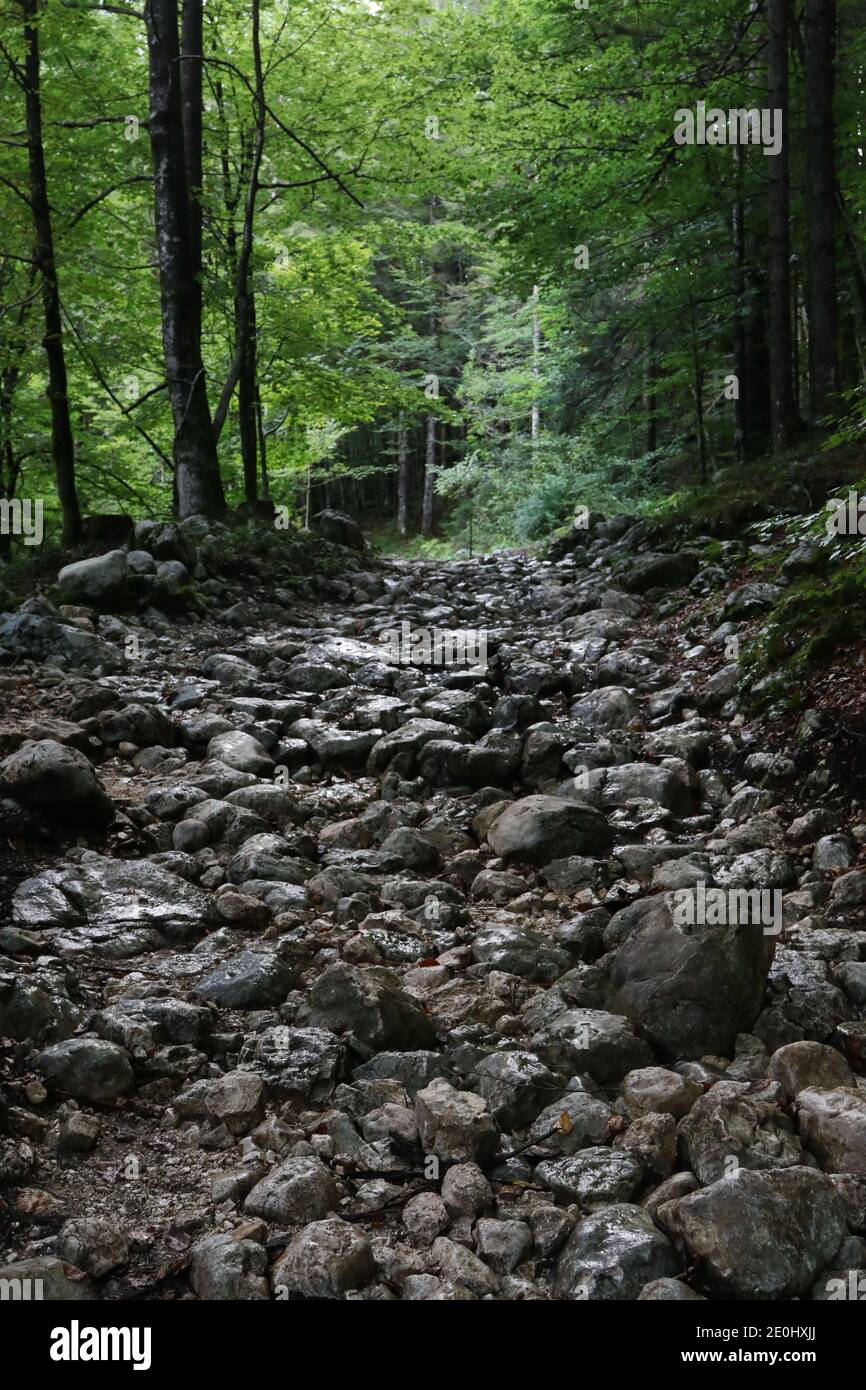 Felsenwanderweg durch den Wald bei Mostnica Wasserfall, Voje Tal, Bohinj, Slowenien Stockfoto