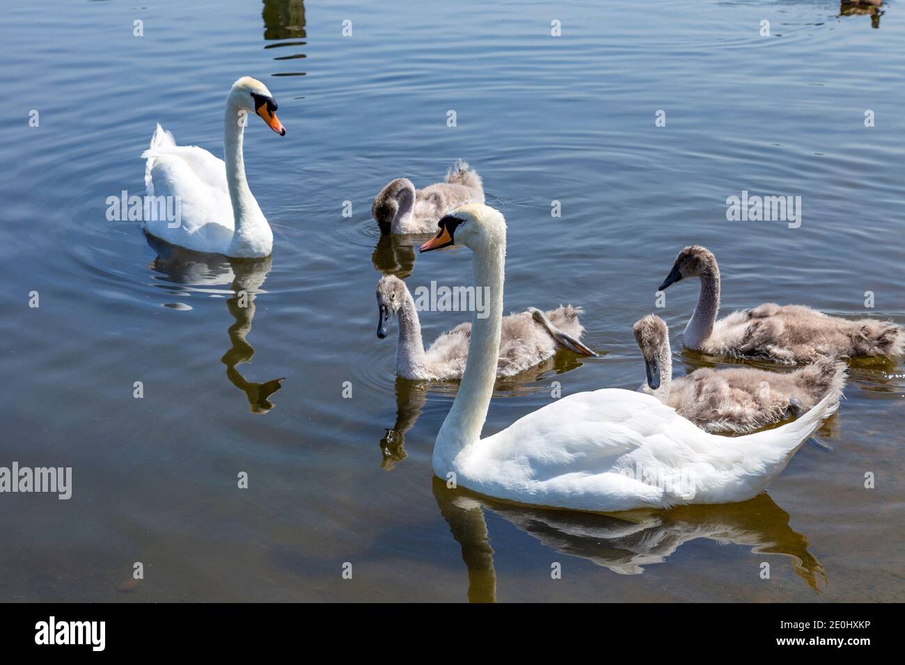 Eine Schwanenfamilie am Serpentine Lake im Hyde Park, London, Großbritannien Stockfoto