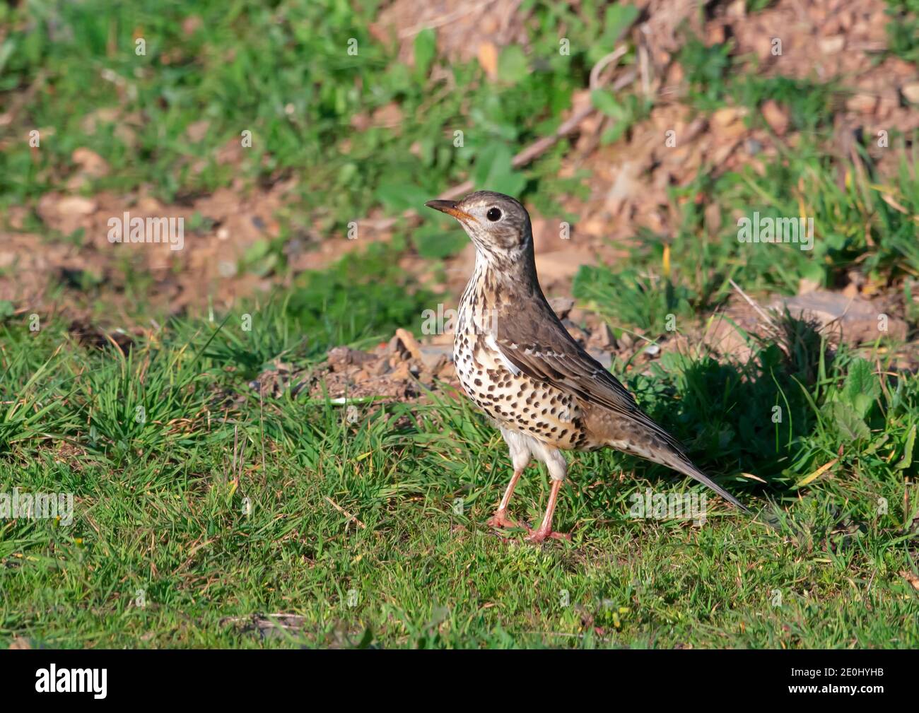 Song Thrush (Turdus philomelos), Abruzzen Stockfoto