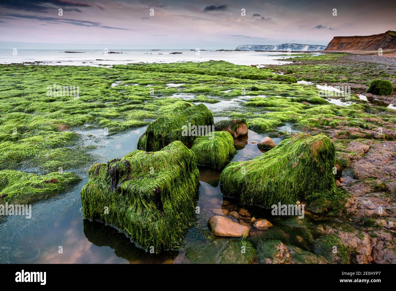 Mit Algen bedeckte Felsen in Compton Bay auf der Isle of Wight, England, Großbritannien Stockfoto