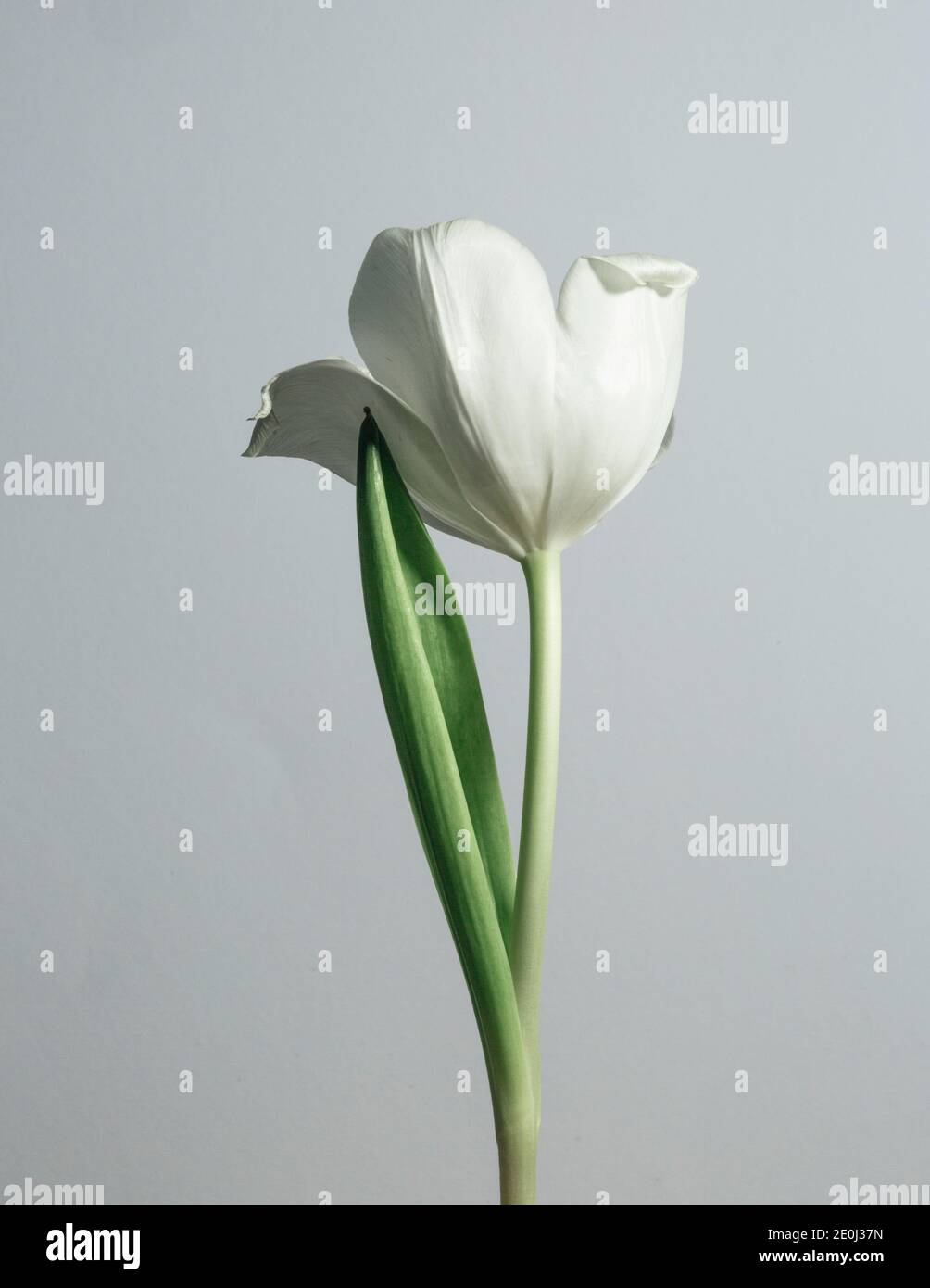 Weiße Tulpe (Rückseite) Stockfoto