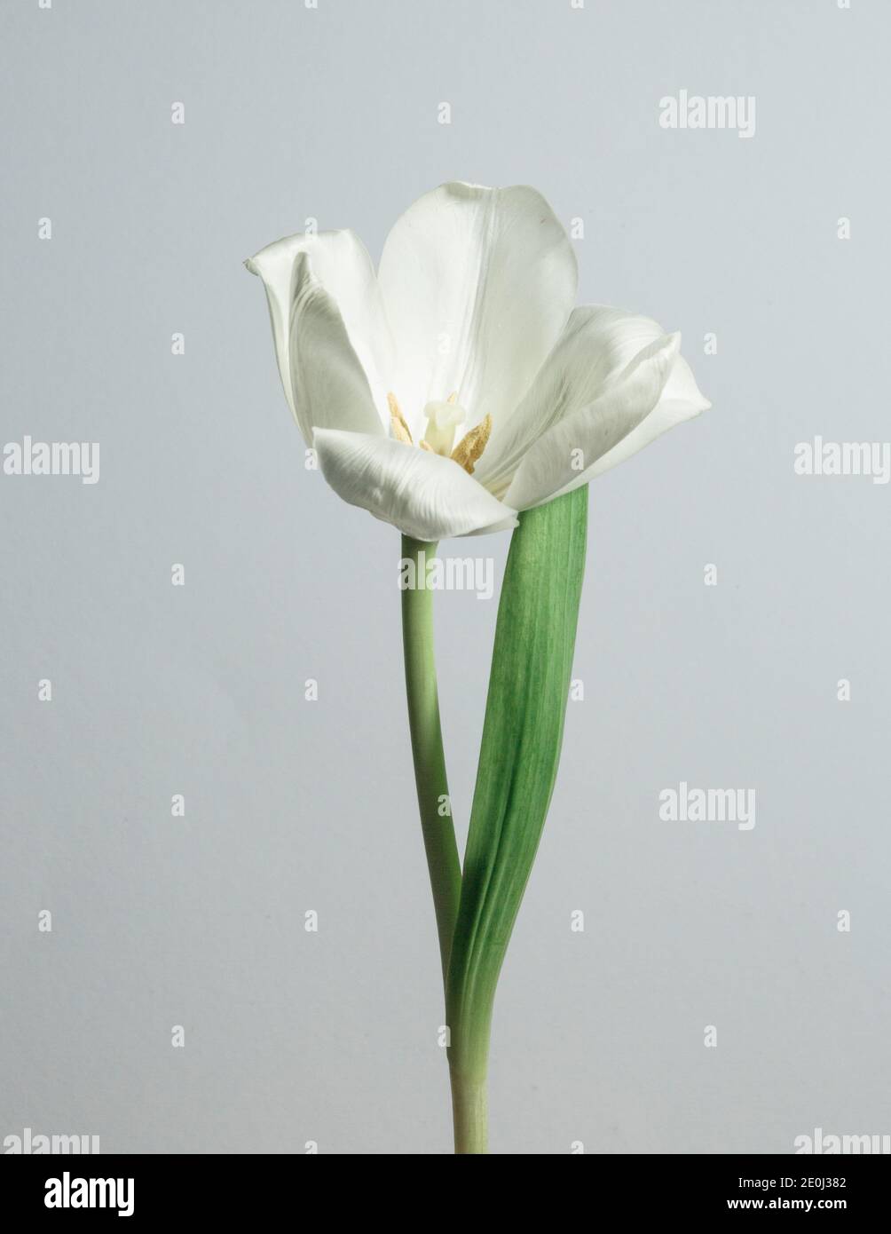 Weiße Tulpe (vorn) Stockfoto