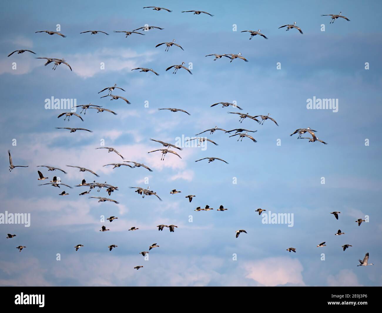 Sandhill Cranes Fliegen über einer Herde von Gänsen, Kalifornien Stockfoto