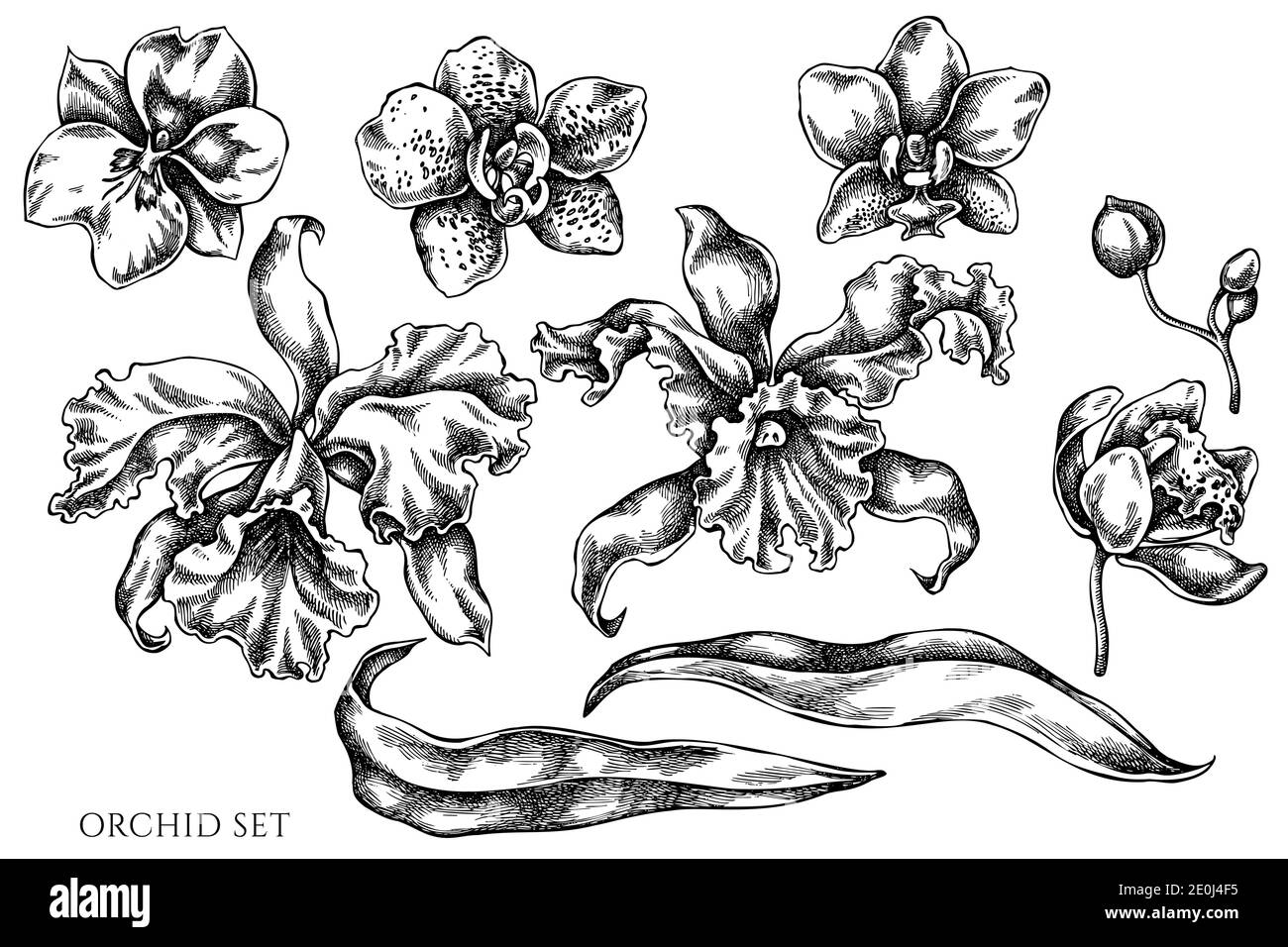 Vektor-Set von Hand gezeichnet schwarz und weiß Orchidee Stock Vektor