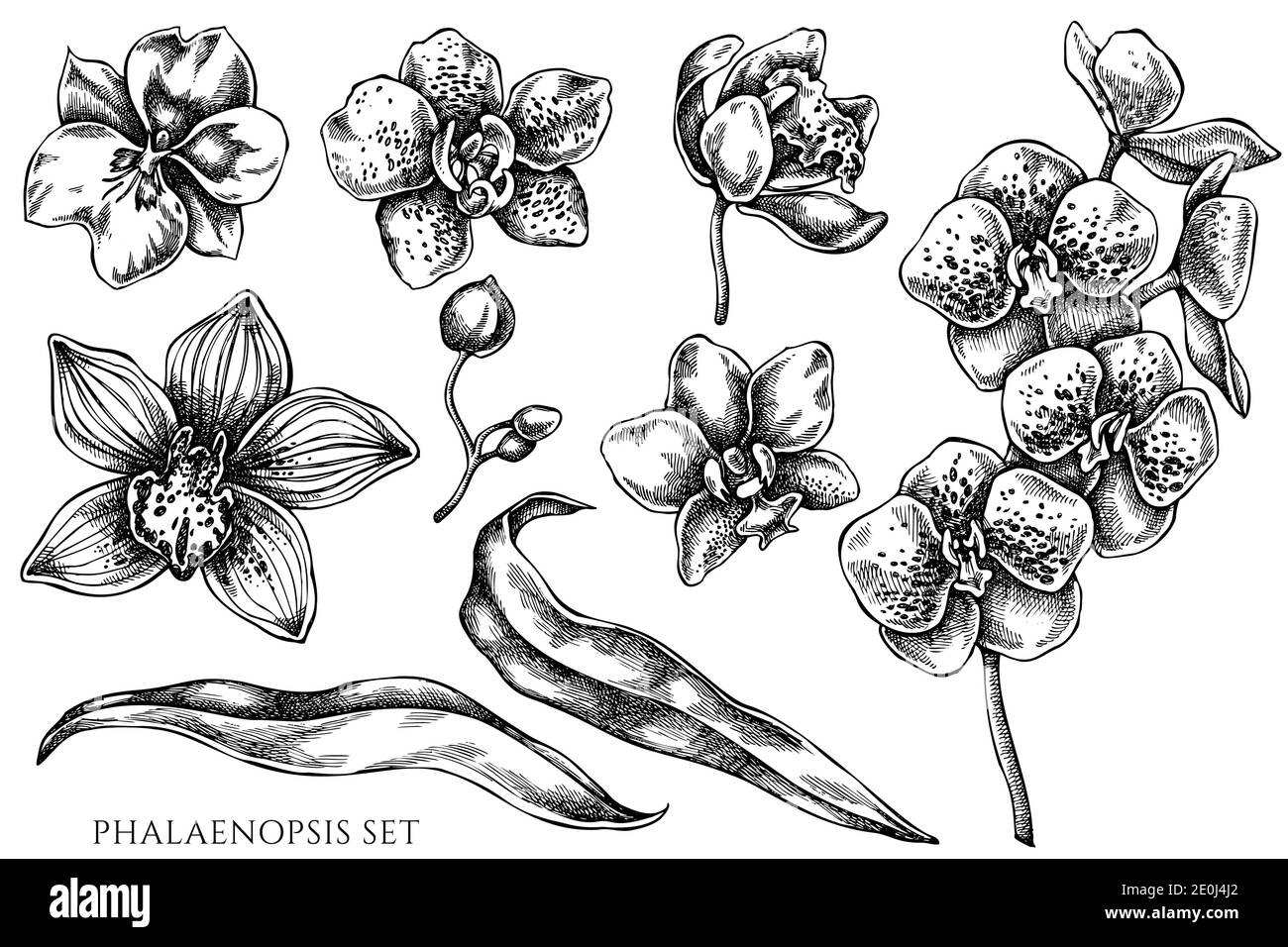 Vektor-Set von Hand gezeichnet schwarz und weiß phalaenopsis Stock Vektor