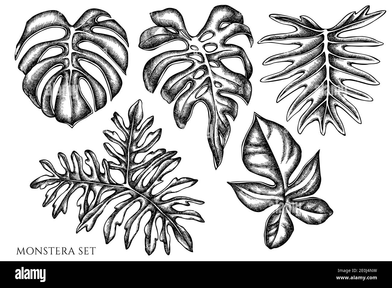 Vektor-Set von Hand gezeichnet schwarz und weiß Monstera Stock Vektor