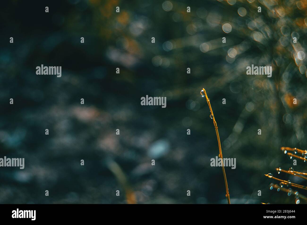 Taue Blätter badeten im Morgenlicht auf dem Feld Stockfoto