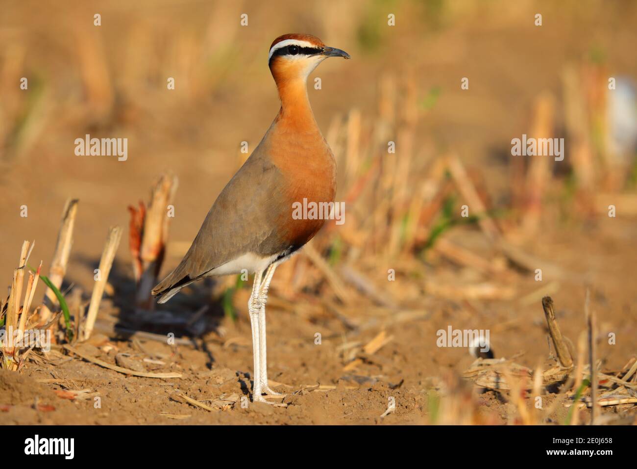 Ein schöner erwachsener Indian Courser (Cursorius coromandelicus) in einem Feld in Gujarat, Indien Stockfoto