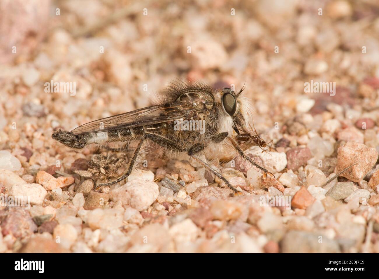 Raubfliege Männchen, Efferia subarida, Asilidae. Fütterung von geflügelten Ameisen. Stockfoto