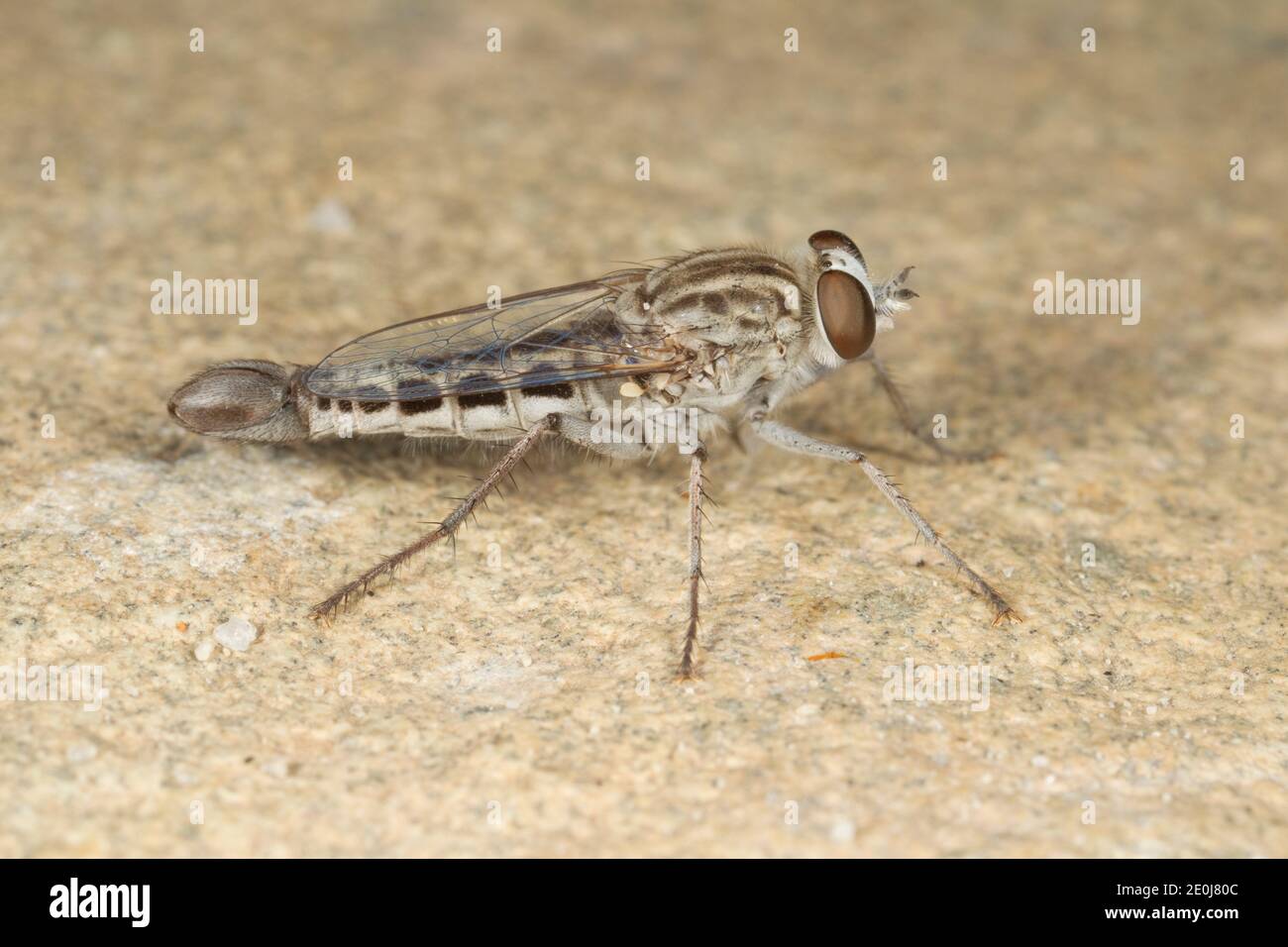 Blütenliebende Fliege Männchen, Apiocera painteri, Apioceridae. Länge 16 mm. Stockfoto