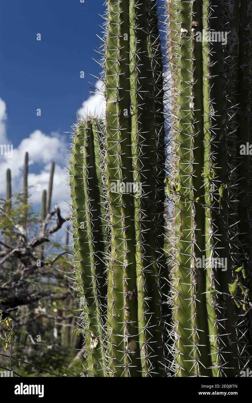 Kaktus wachsen an der Casibari Rock Formation, einer Gruppe von riesigen Tonalitgesteinen in der Nähe von Hooiberg, Aruba. Stockfoto