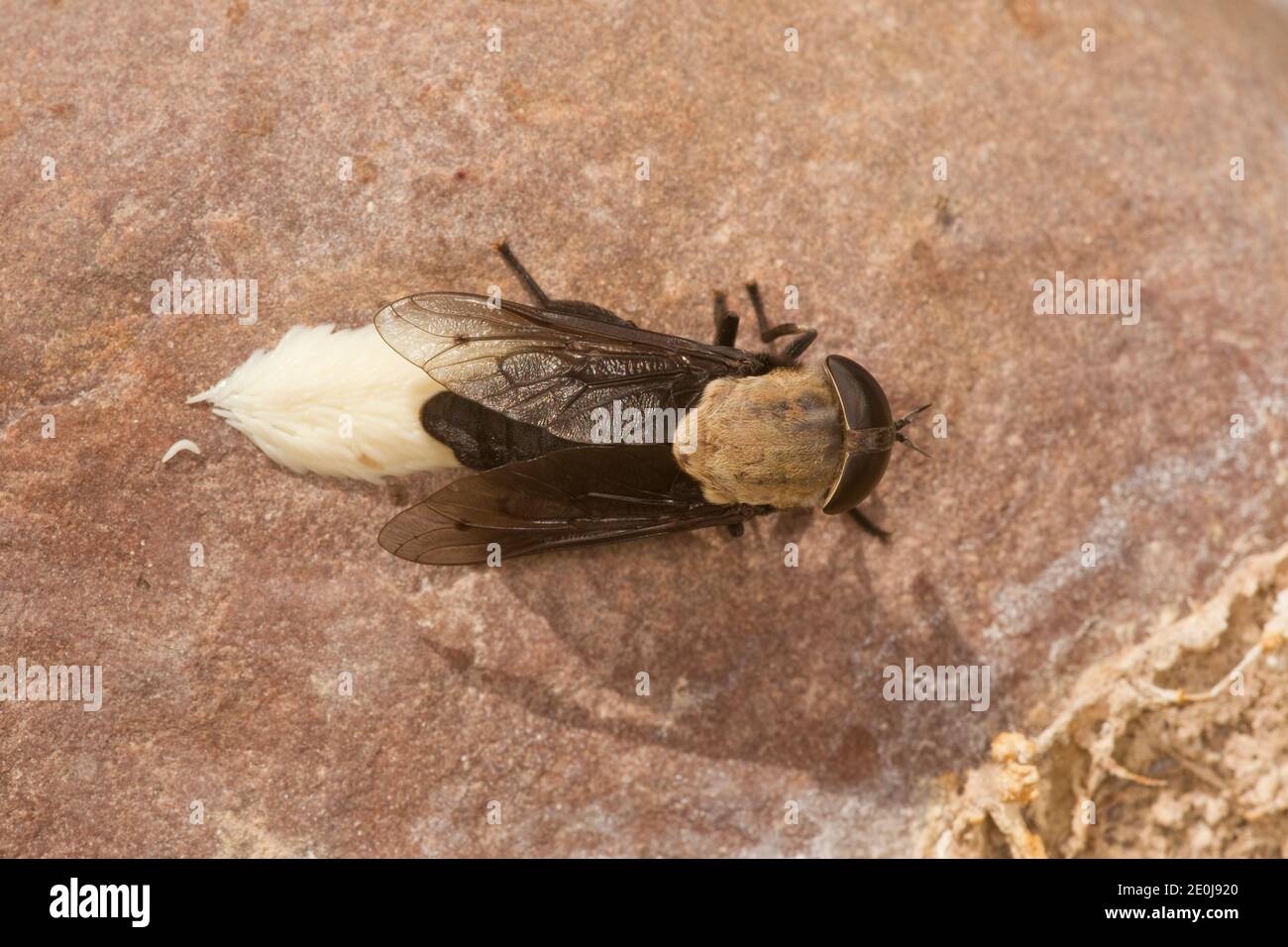 WESTERN Horse Fly weibliche Legeeier, Tabanus punctifer, Tabanidae. Stockfoto