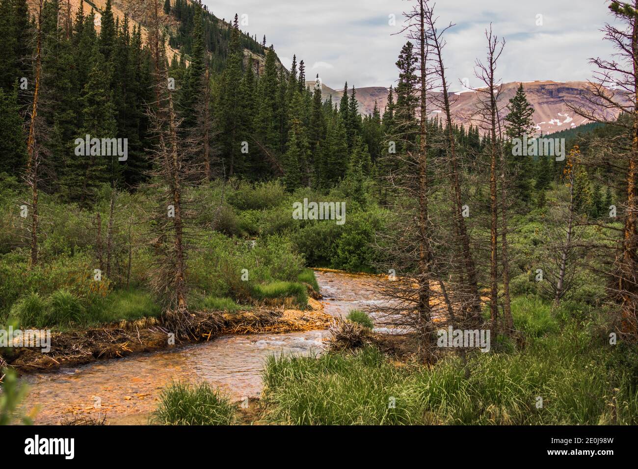 Colorado Sommerlandschaften und Texturen Stockfoto