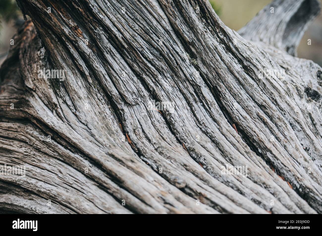 Colorado Sommerlandschaften und Texturen Stockfoto