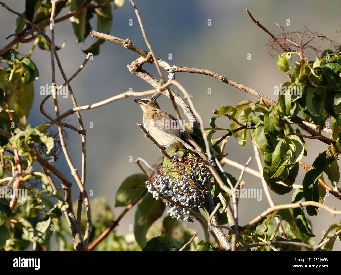 Juvenile Cedar Waxwing genießen einige Beeren. Stockfoto