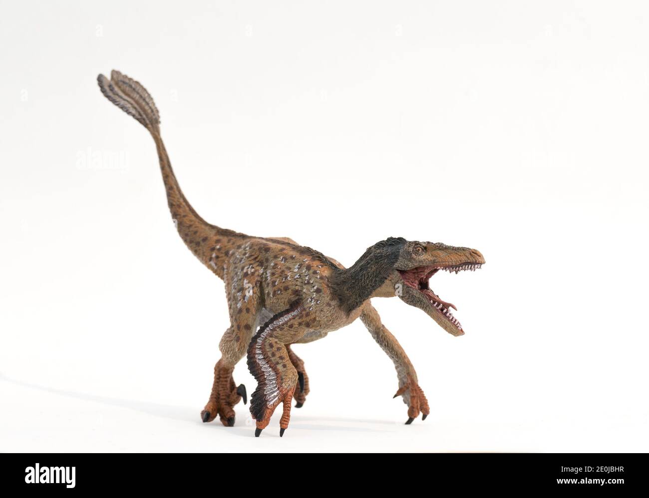 Gefiederte Velociraptor bereit, um Angriff isoliert auf weißem Hintergrund. Stockfoto