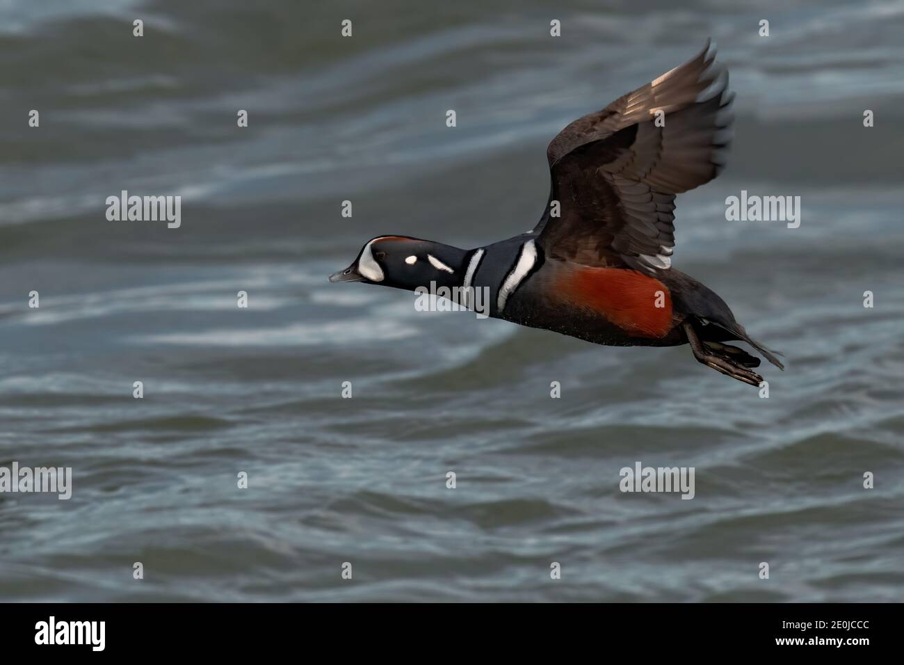 Ausgewachsener Rüde Harlequin Duck Histrionicus histrionicus entlang der Atlantikküste in New Jersey, USA Stockfoto