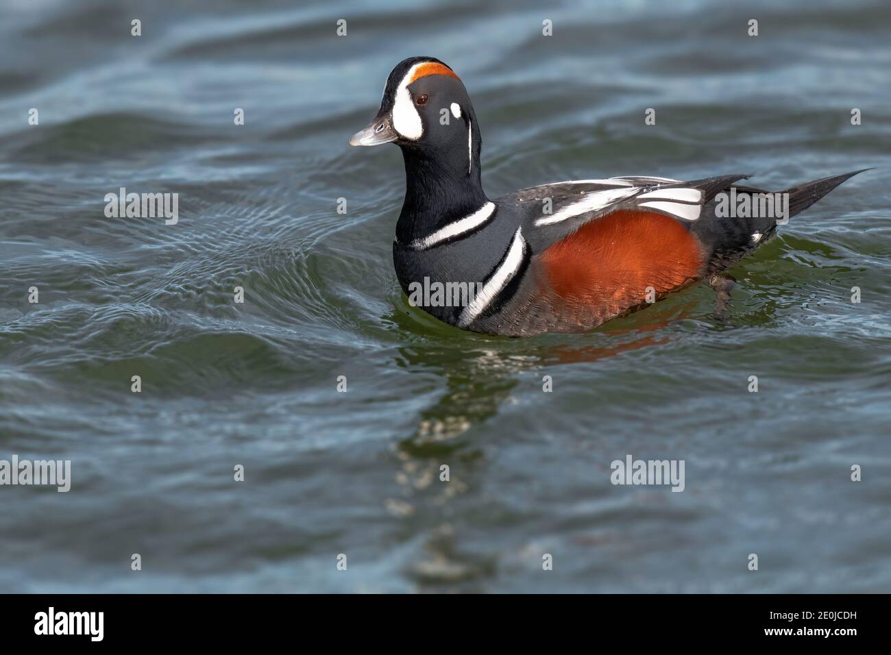 Ausgewachsener Rüde Harlequin Duck Histrionicus histrionicus entlang der Atlantikküste in New Jersey, USA Stockfoto
