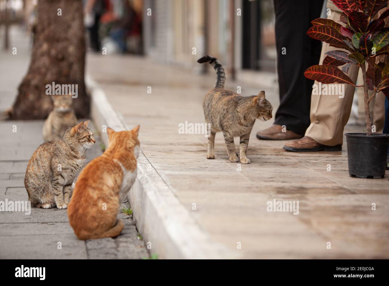 Obdachlose hungrige Katzen warten auf Nahrung von Menschen. Streunende Katzen auf der Stadtstraße. Stockfoto