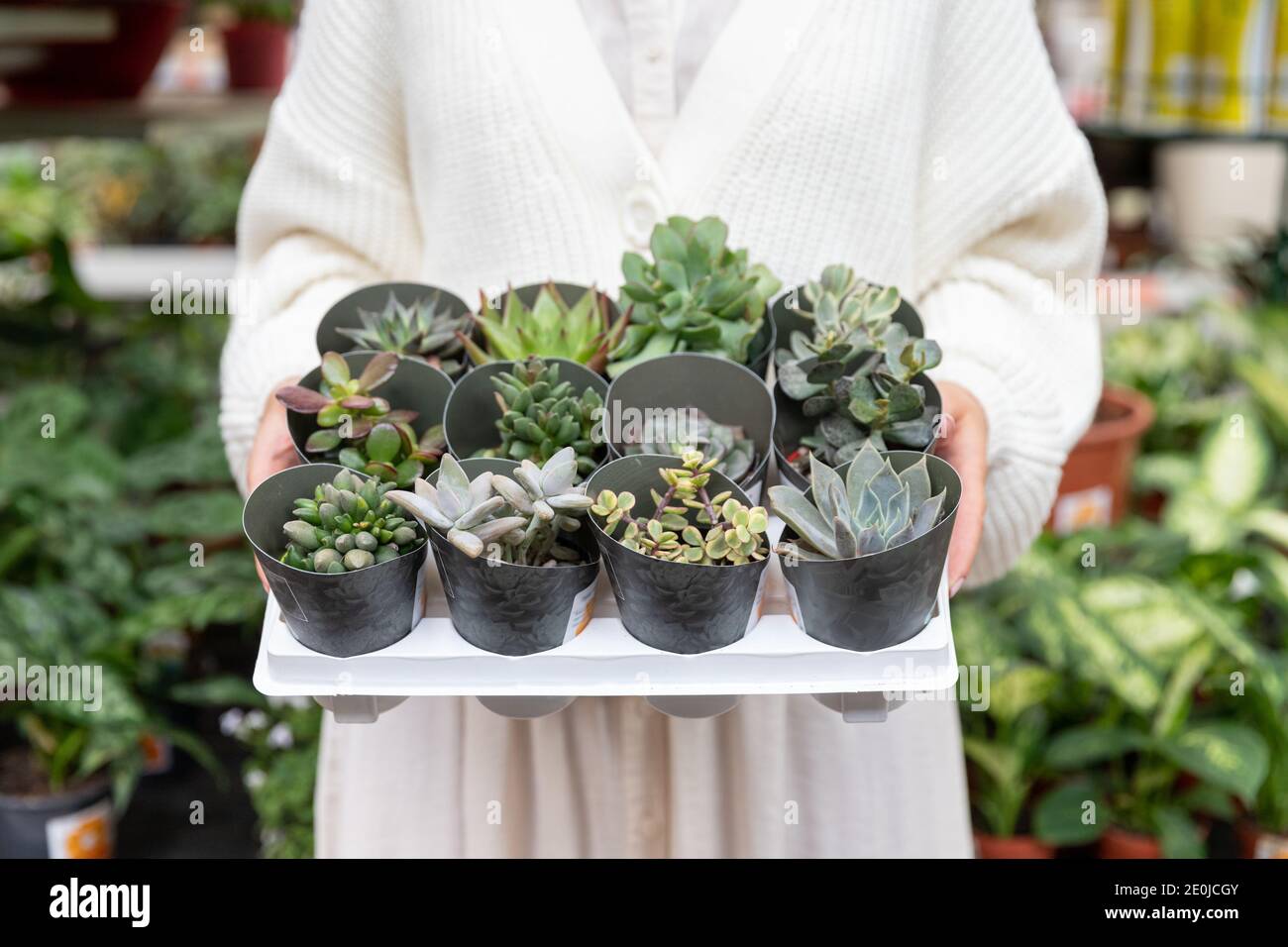 Frau, die Kakteen kauft und eine Sammlung verschiedener Topfpflanzen hält - verschiedene Kakteen und Sukkulenten für ihr Zuhause im Gewächshaus oder im Blumengeschäft Stockfoto