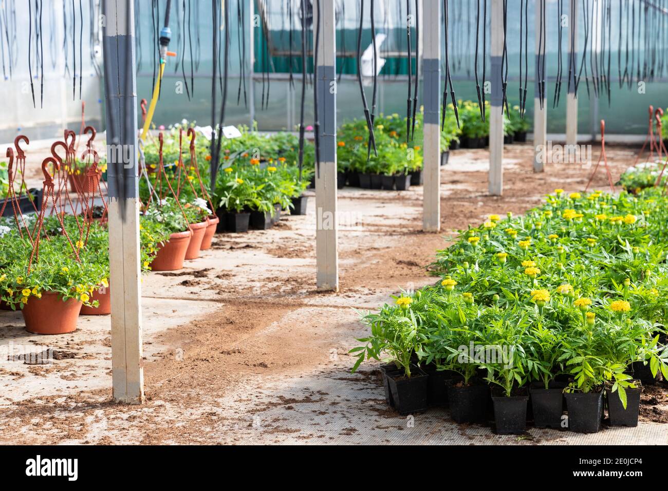 Junge Blumen in Töpfen, die im Gewächshaus wachsen, Baumschulen. Blumenzucht. Stockfoto
